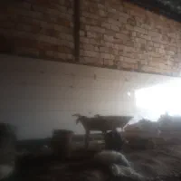 سنگ کاری و کاشیکاری و موزاییک