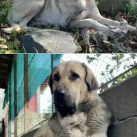 واگذاری ماده پژدر کردی عراقی اصیل|سگ|رودسر, |دیوار