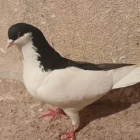 راست و خوشرنگ|پرنده|اقبالیه, |دیوار