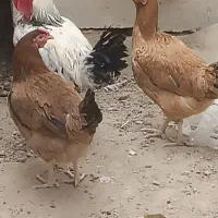 یه خروس و دو ماده مرغ|حیوانات مزرعه|خاش, |دیوار