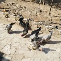 ۶عدد مرغ. یک عدد خروس.  نژاد گلین