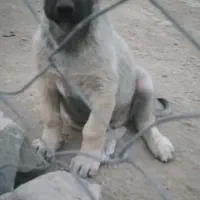 توله نر پشدر 2ماهه|سگ|صومای برادوست, |دیوار