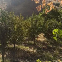 فروش زمین کشاورزی