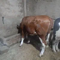 گوساله ماده