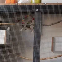 جفت طوطی برزیلی