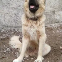 فروش سگ نگهبان و گله ای