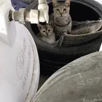 فندق کوچولو|گربه|رشت, منظریه|دیوار