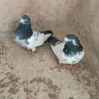 کبوترکله دم سبز وتک دم