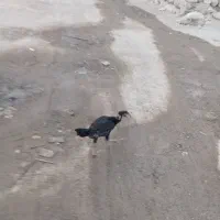 مادمرغ وخروس دومیلیون