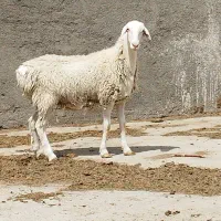 بره ماده چینی