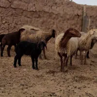 ۴راس میش داشتی جوان