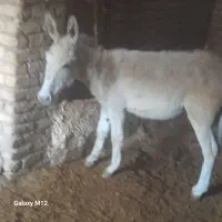 الاغ نر فروشیی