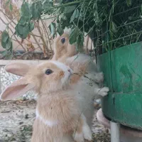 یک عدد بچه خرگوش نر دوماهه|موش و خرگوش|نظرآباد, نظرآباد|دیوار