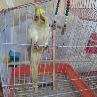 طوطی نر|پرنده|شوشتر, |دیوار