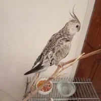 عروس هلندی نژاد دار|پرنده|تهران, دروازه شمیران|دیوار