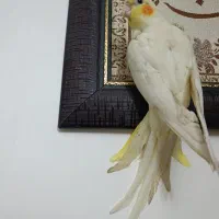 عروس لوتینو