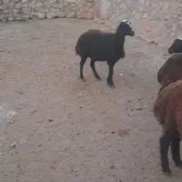 میش