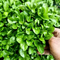 سبزه نارنج با تراکم بالا گلدان ژله ای ۱۲