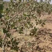 نیروی انسانی