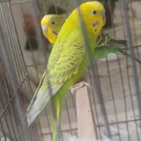 یک جفت مرغ عشق نر و ماده