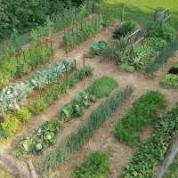 تخم جو طارم هاشمی