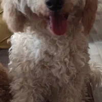 پودل نر ۱۰ ماهه|سگ|قزوین, |دیوار