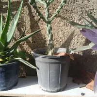 فروش گلهای زیبای آپارتمانی|گل و گیاه طبیعی|آزادشهر, |دیوار