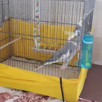 عروس هلندی|پرنده|وحیدیه, |دیوار