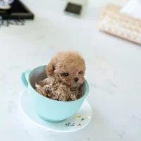 پودل فنجونی|سگ|یزد, |دیوار