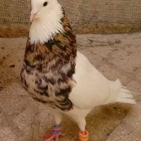 کبوتر باخت رفته