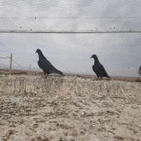 جوجه کبوتر|پرنده|گناباد, |دیوار