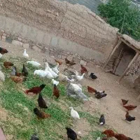 ۱۳ غاز