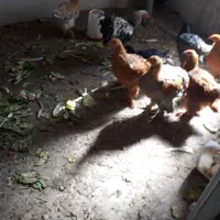 چند مرغ برهمایی وپاپری جهت فروش|حیوانات مزرعه|پاسارگاد, |دیوار