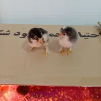 جوجه برهماغول پیکر درانواع رنگ بهترین نژاد