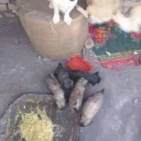 سگ فروشی زیبا.