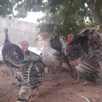 بوقلمون