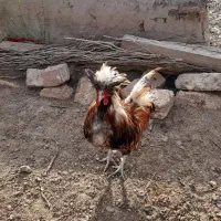 خروس لهستانی