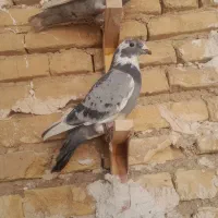 کفتر پلاکی