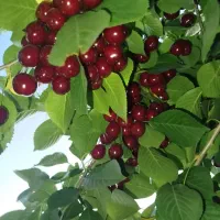 آلبالو گیلاس