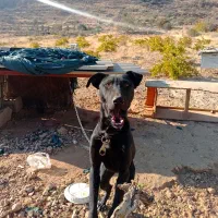 واگذاری سگ دوبرمن