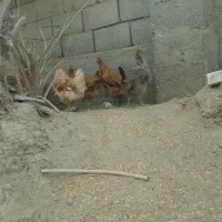 مرغ محلی تخم گذار|حیوانات مزرعه|بند زرک, |دیوار