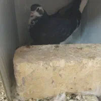 بدرنگ دمگیر|پرنده|زیباشهر, |دیوار