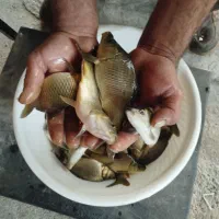 بچه ماهی کپور و آمور|عمدهفروشی|سنگر, |دیوار