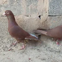 جفت نرو ماده قره سرخ با سرخ