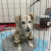 پامر اشپیتز میکس ۸ماهه نر|سگ|شهریار, شهرک شاهد|دیوار