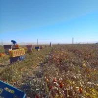 سر کارگر امور کشاورزی|خدمات باغبانی و درختکاری|کرمانشاه, |دیوار