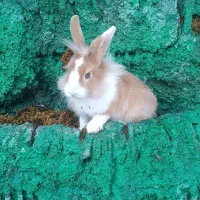 یک عدد بچه خرگوش نر دوماهه