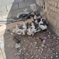 جوجه غاز