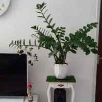 گل طبیعی زانفولیا بزرگ و پر همراه با گلدان|گل و گیاه طبیعی|نیشابور, ناسیونال|دیوار