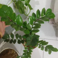 گل وگیاه